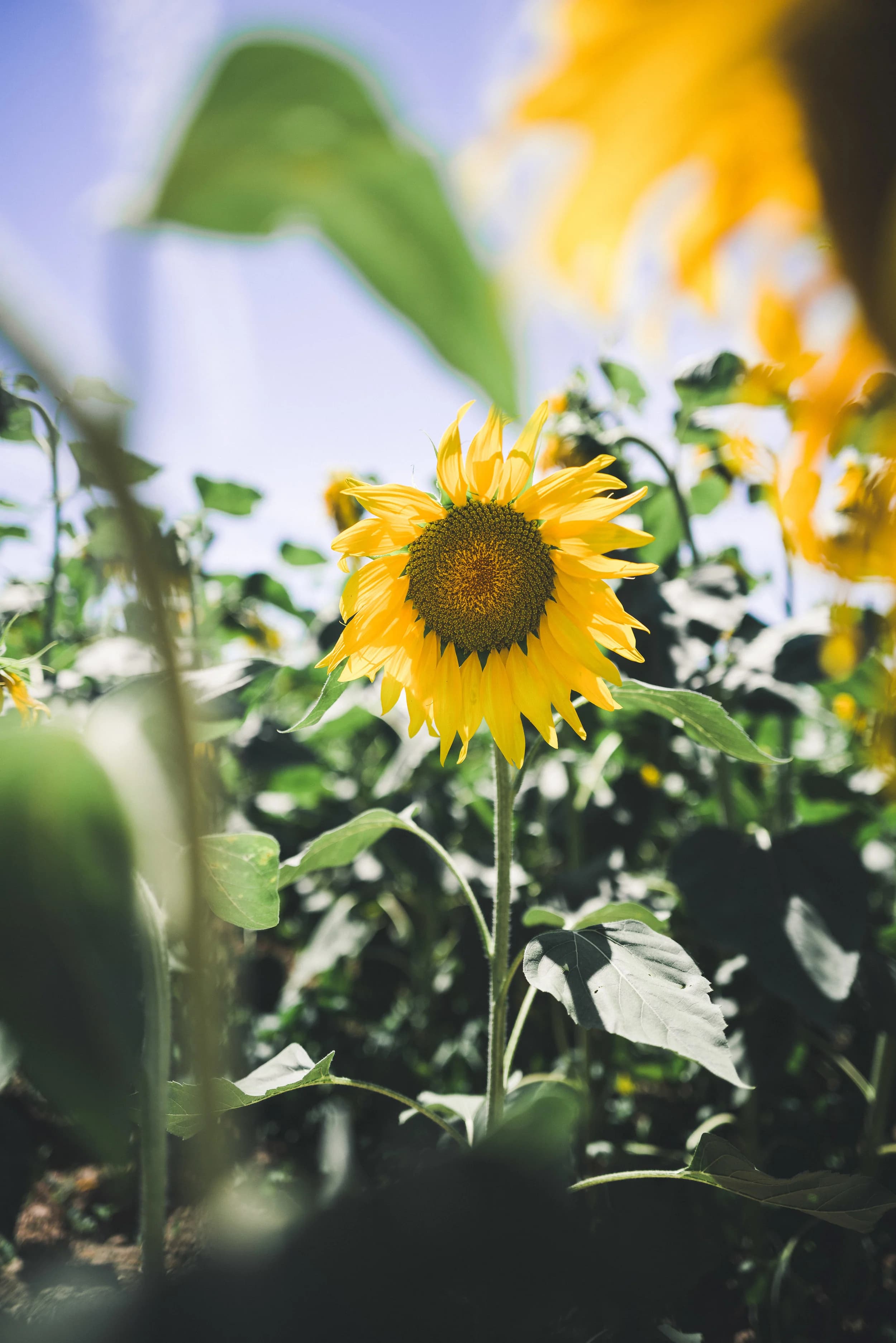 How to Build a 12-Week Camino Training Plan That Actually Works