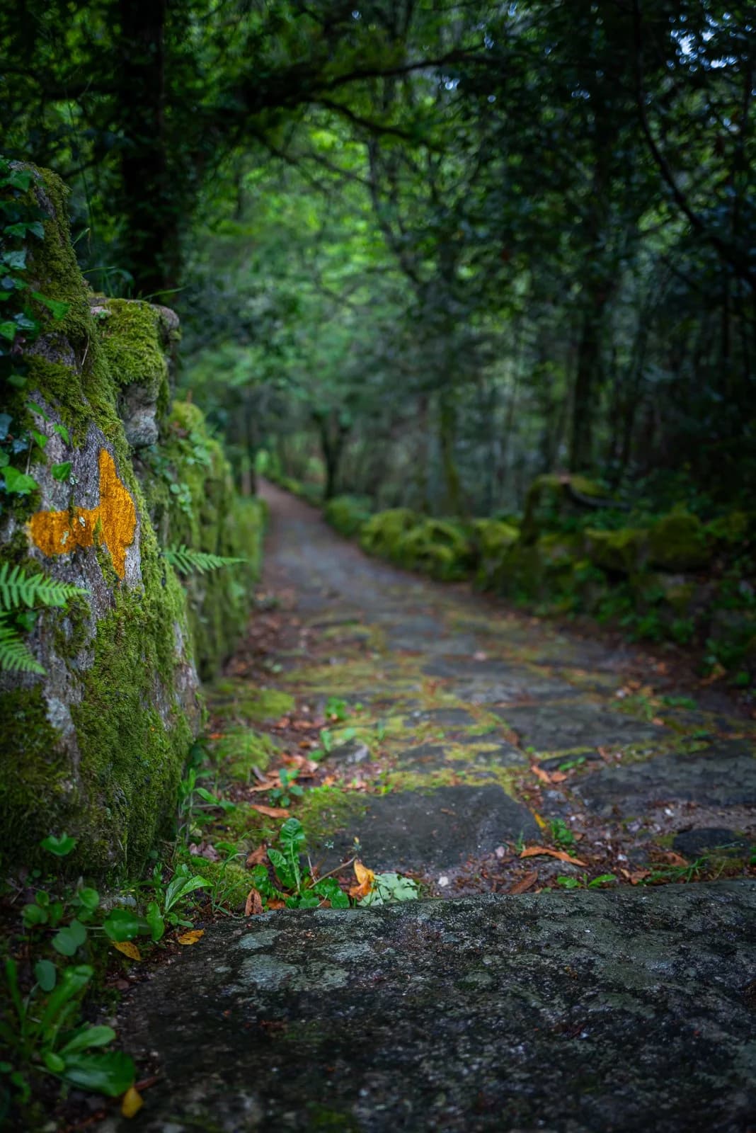 Top 8 Lightweight Backpacks for the Camino Under 1kg